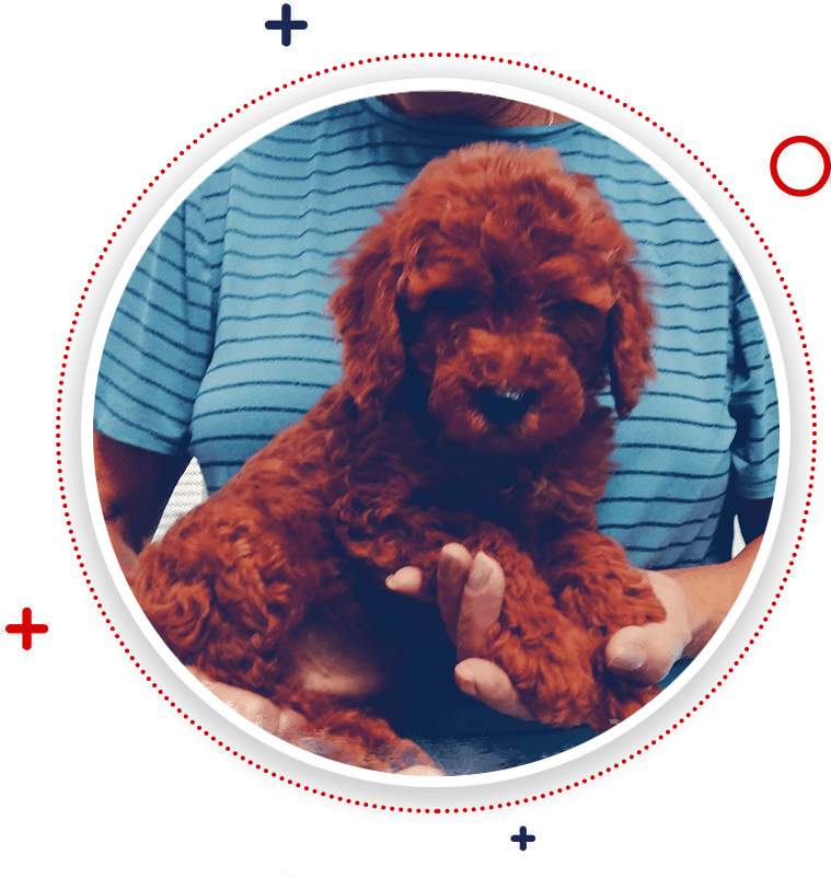 Puppy Place USA, Inc.