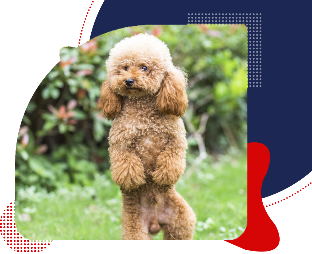 hero-img-Toy-Poodle